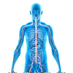 anatomy and physiology course	