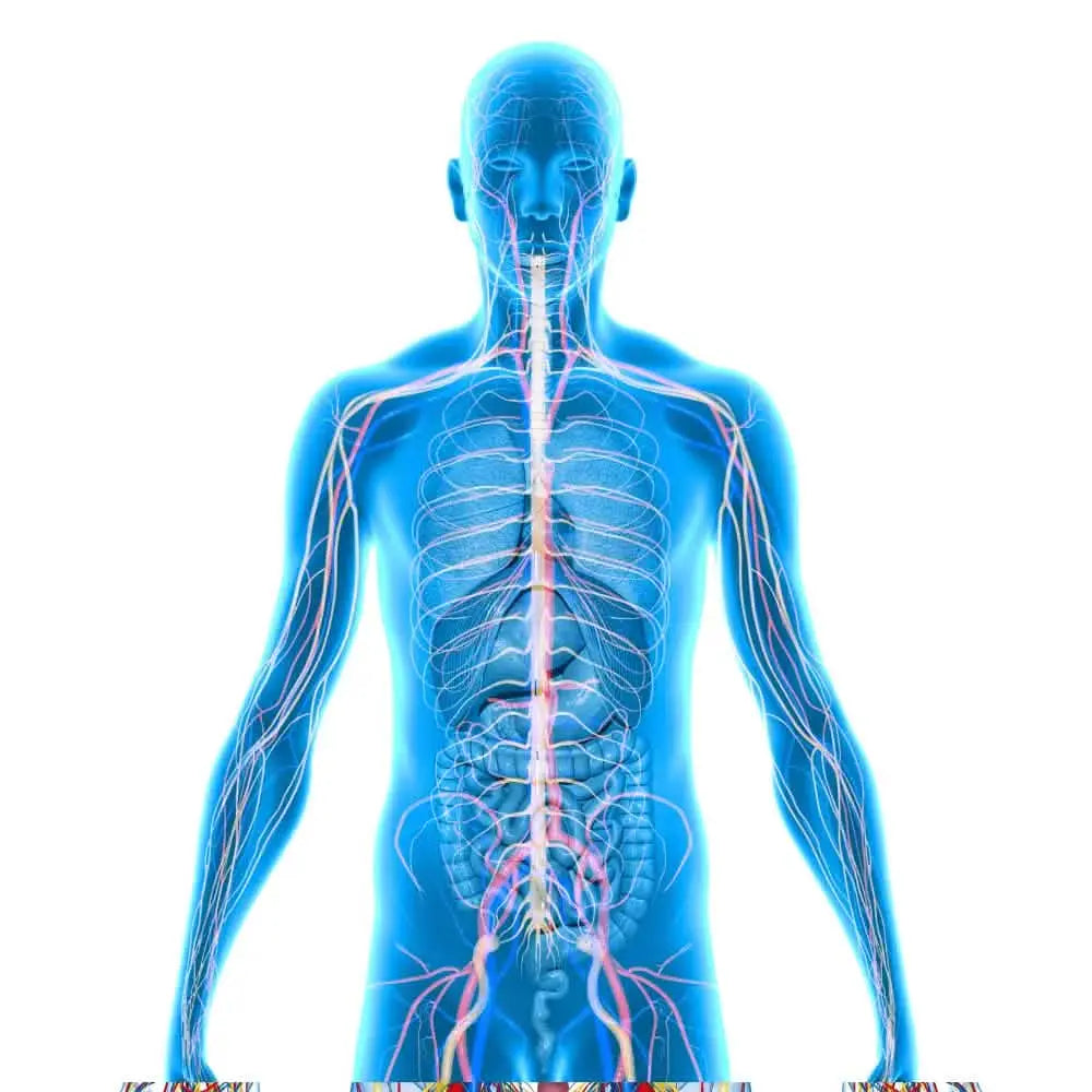 anatomy and physiology course	