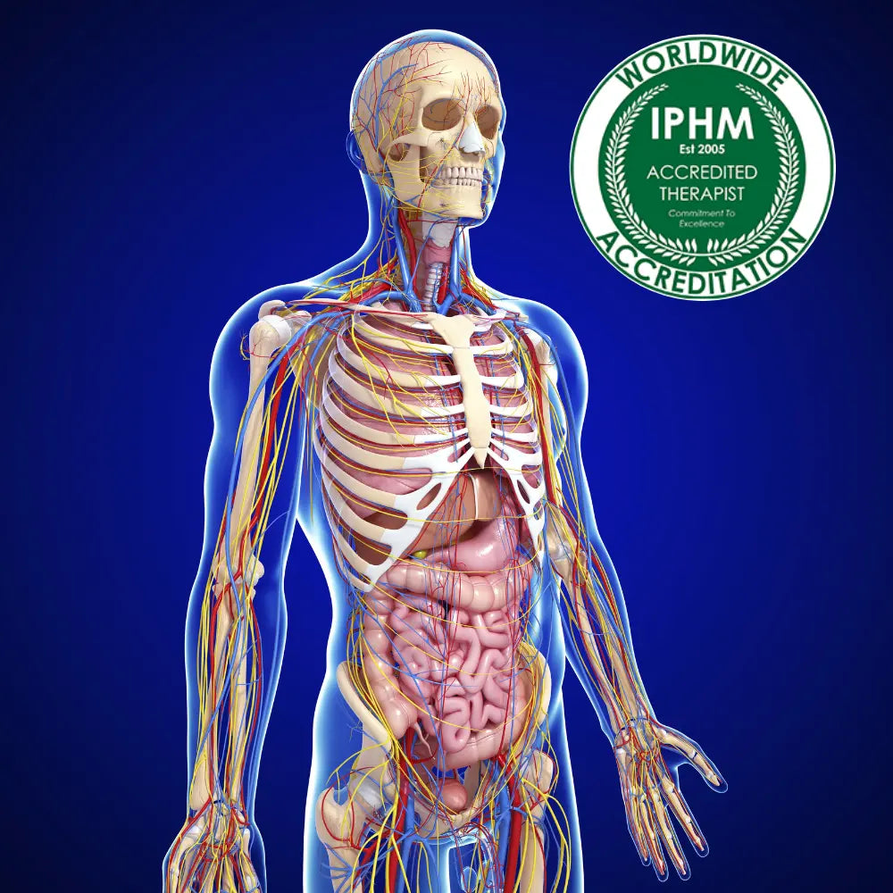 anatomy physiology course