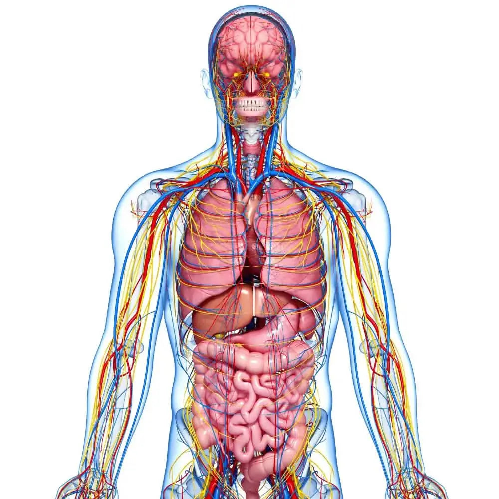 online physiology and anatomy course