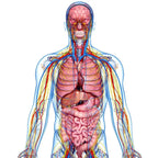 online physiology and anatomy course